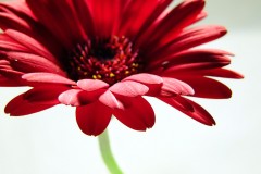 Like Slow Motion Flowers