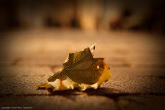 Loney Leaf Left Alone