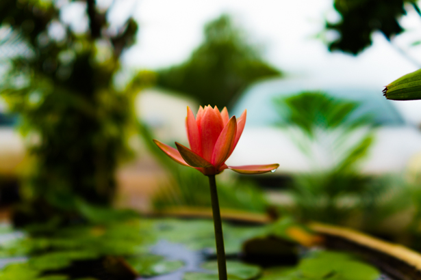 RX1 35mm 1/1250 sec, f/2, ISO 100