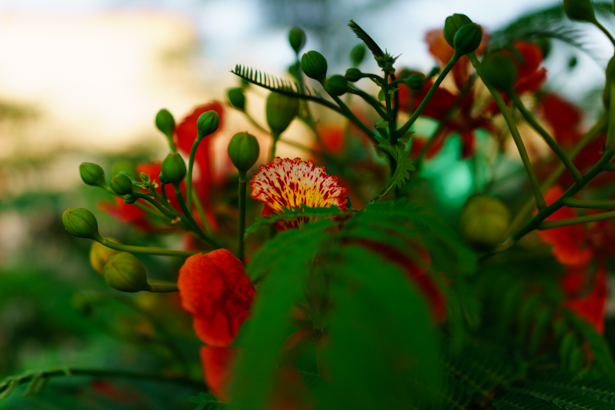 RX1 35mm 1/640 sec, f/2, ISO 100