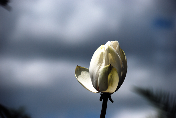 Nikon D80 18-200mm@200mm, 1/640s, f/5.6, ISO100, -2EV
