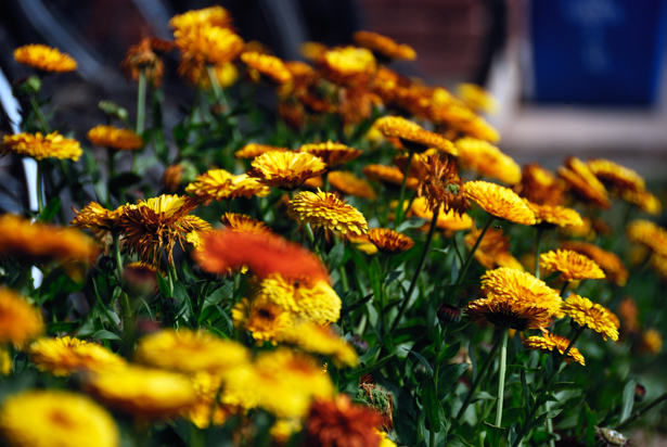 Nikon D80 18-200mm@200mm, 1/640s, f/5.6, ISO100, -0.7EV