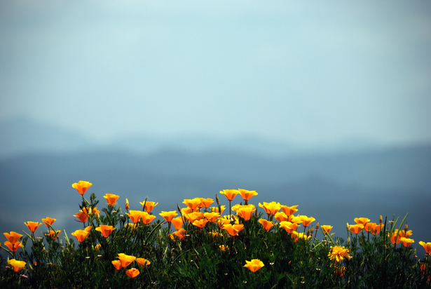 Nikon D80 18-200mm@170mm, 1/1000s, f/5.6, ISO100, -1EV